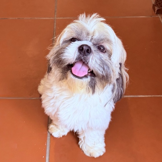 Peaches, a white-and-grey Shih Tzu, smiling at the camera